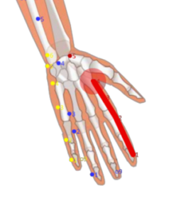 02 LI4 Hegu_Junction Valley_合谷穴