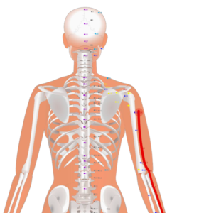 02 LI14 Bi Nao_Upper Arm Prominence 臂臑穴