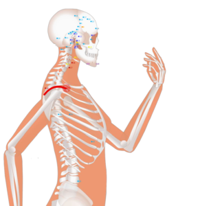 02 LI15  Jian Yu_Shoulder and Clavicle 肩髃穴