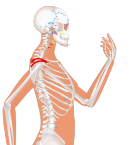 02 LI16 Ju Gu_Great Bone 巨骨穴