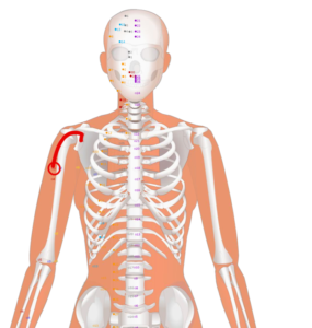 LU3 Tian Fu__Celestial Storehouse__天府穴
