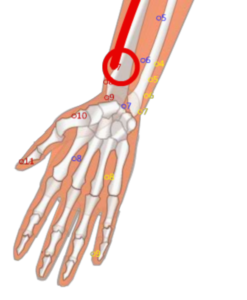 LU7 Lie Que__Interrupted Sequence__列缺穴