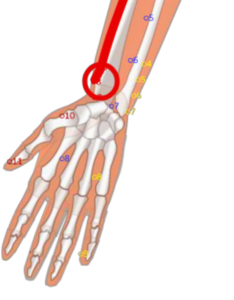 LU8 Jing Qu__Channels Ditch__經渠穴