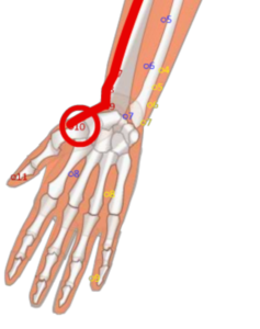 LU10 Yu Ji__Fish Border__魚際穴